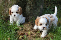 pups-jane-6week (3)kl