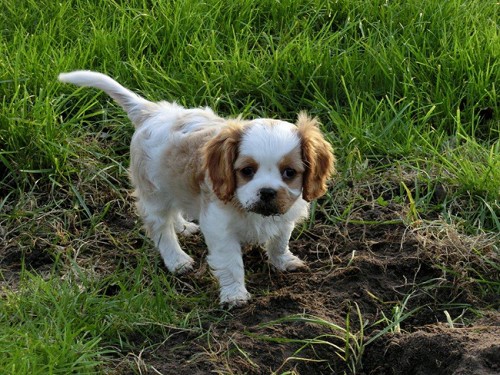 pups_jane-8week (2)