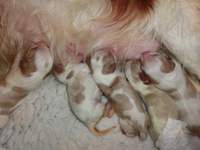 pups_chythia_-07-01-2015-3kl.jpg
